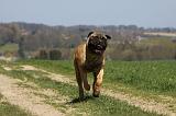 BULLMASTIFF 399